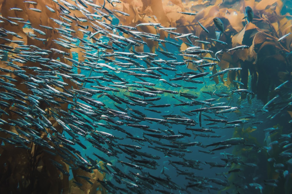 Arte de arrastre en la pesca de la sardina